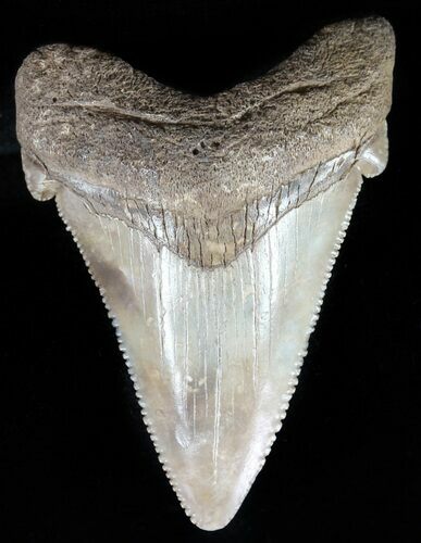 Serrated, Angustidens Tooth - Megalodon Ancestor #59222